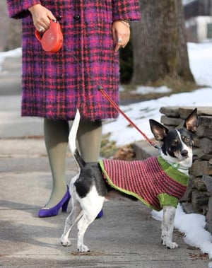 Image of Knit PDF - A Dog in Sheep's Clothing Dog Sweater Download