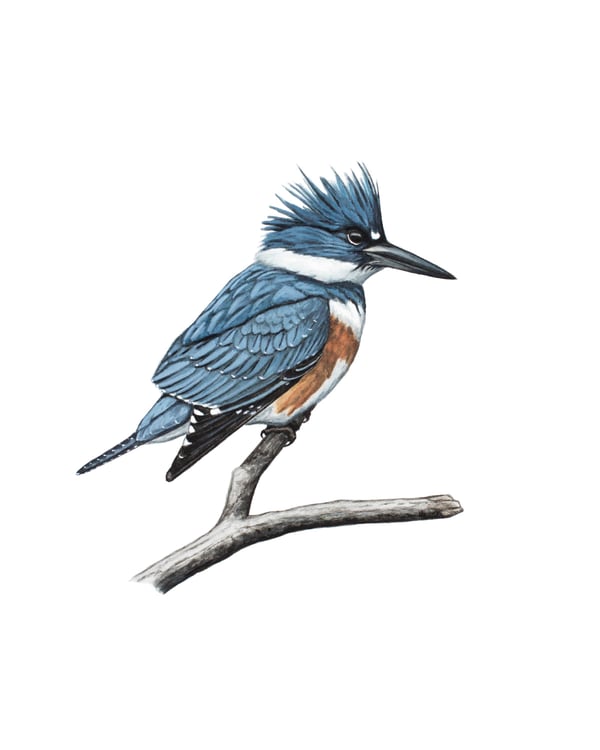 Image of 11x14" Limited Giclee Print: Female Belted Kingfisher