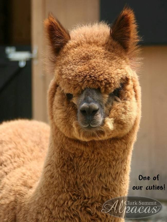 Mini Alpaca