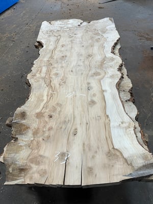 Silver maple 3
