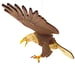 Image of JCR BIRDS : BALD EAGLE