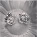 Image of Bloom earrings