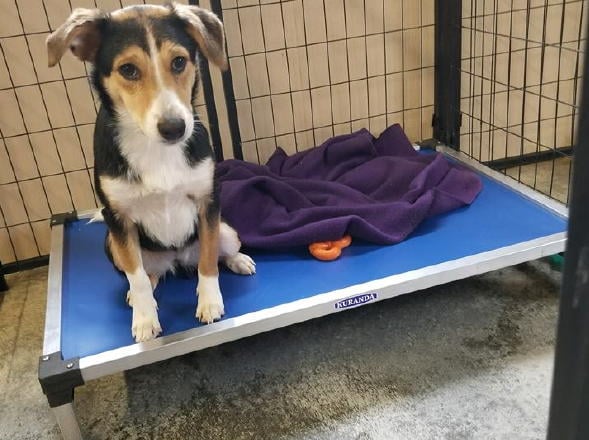 Dog beds on sale for animal shelters