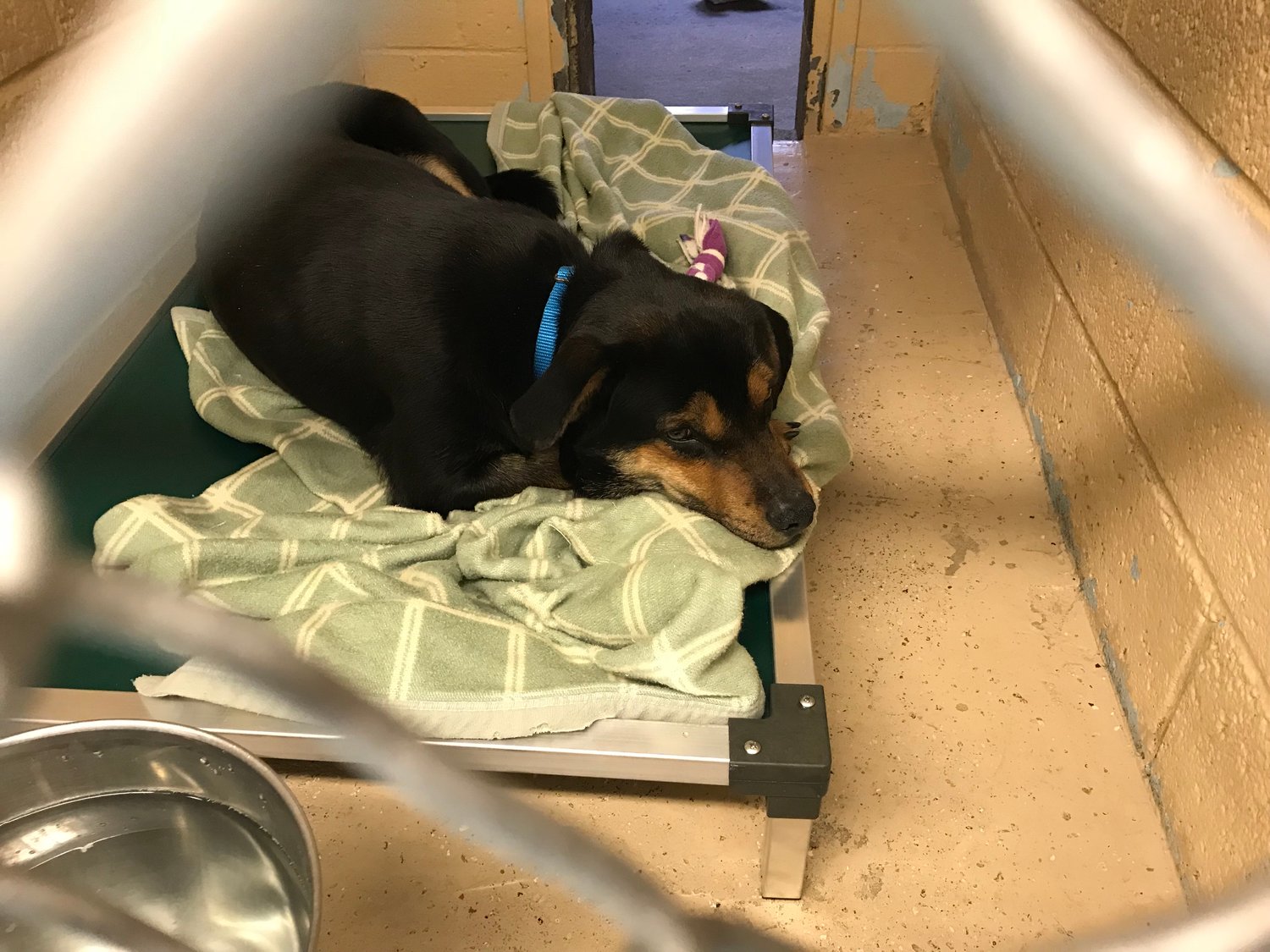 Aluminum Kuranda Dog Bed RETAIL Bubba's Beds