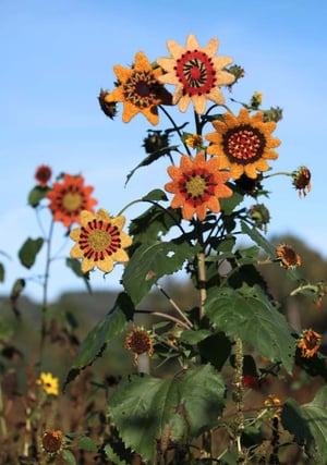 Image of Knit PDF - Sunflowers and Zinnias to Knit and Felt Download