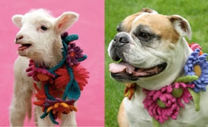 Image of Knit PDF - Olympia's Knit and Crochet Felted Flowers Download