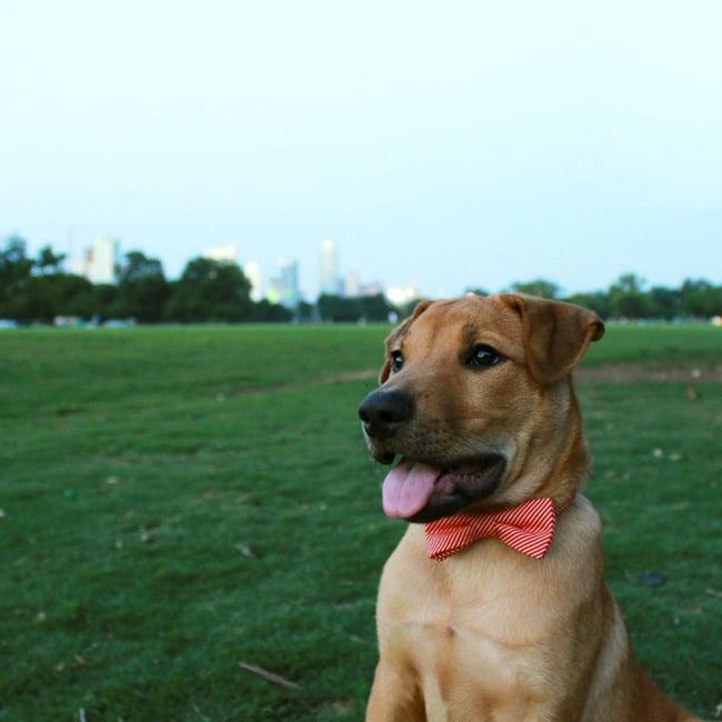 Pet Bow Tie