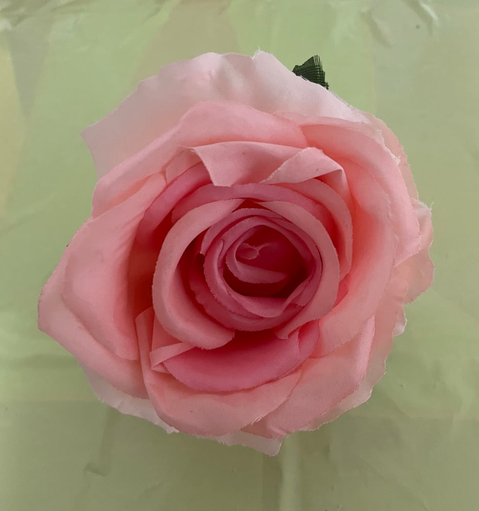 Pink rose