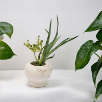Image 1 of Mini White Lava Vase Copy