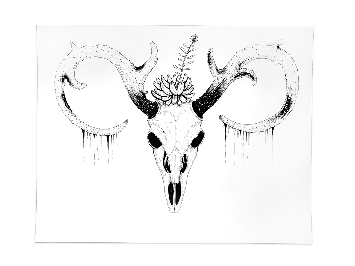 Image of Deer Skull with Succulent— Original
