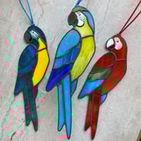 Image 6 of Blue Throated Macaw