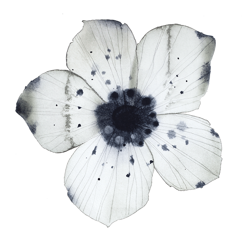 Image of Flower portrait mini print, 3 prints