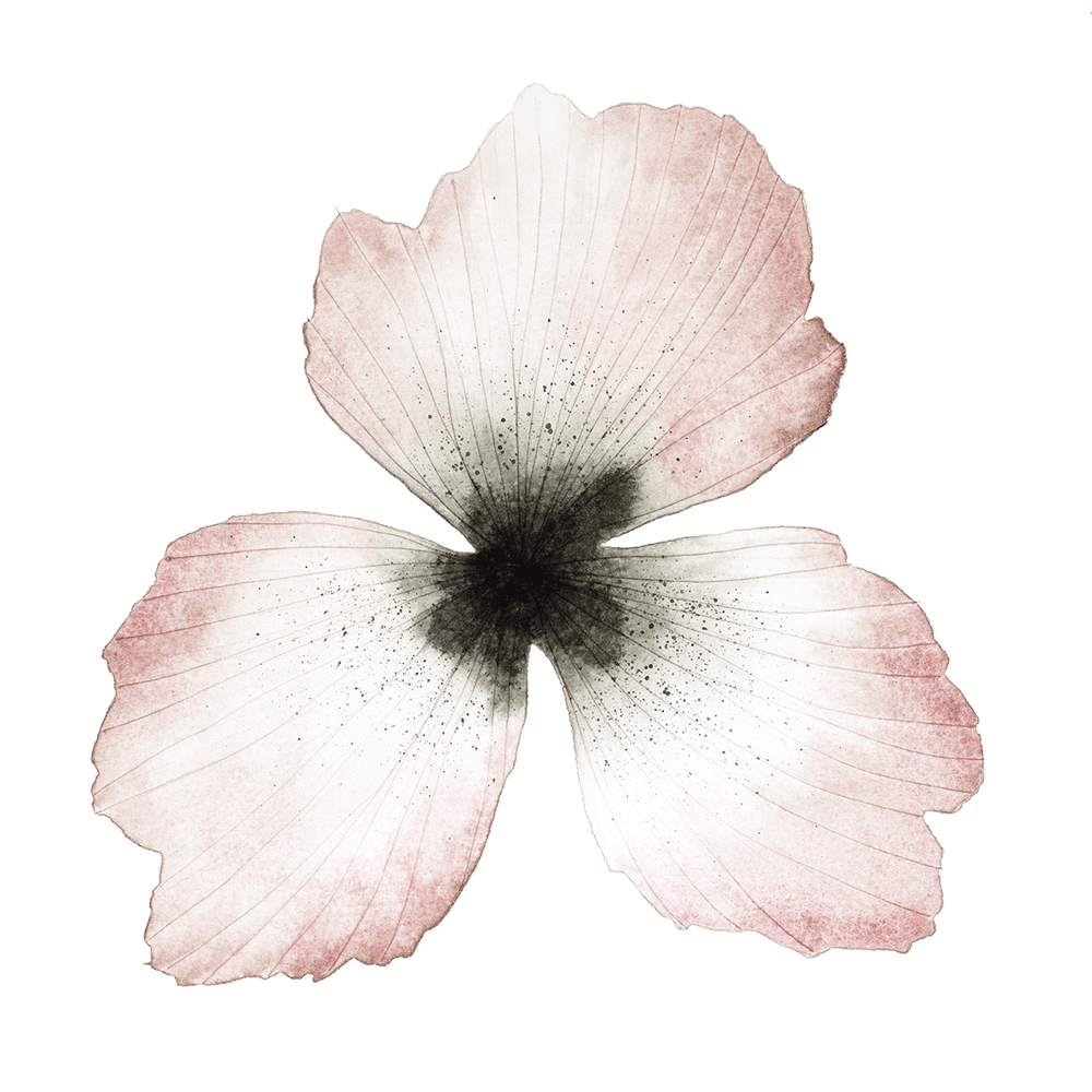 Image of Flower portrait mini print, 3 prints