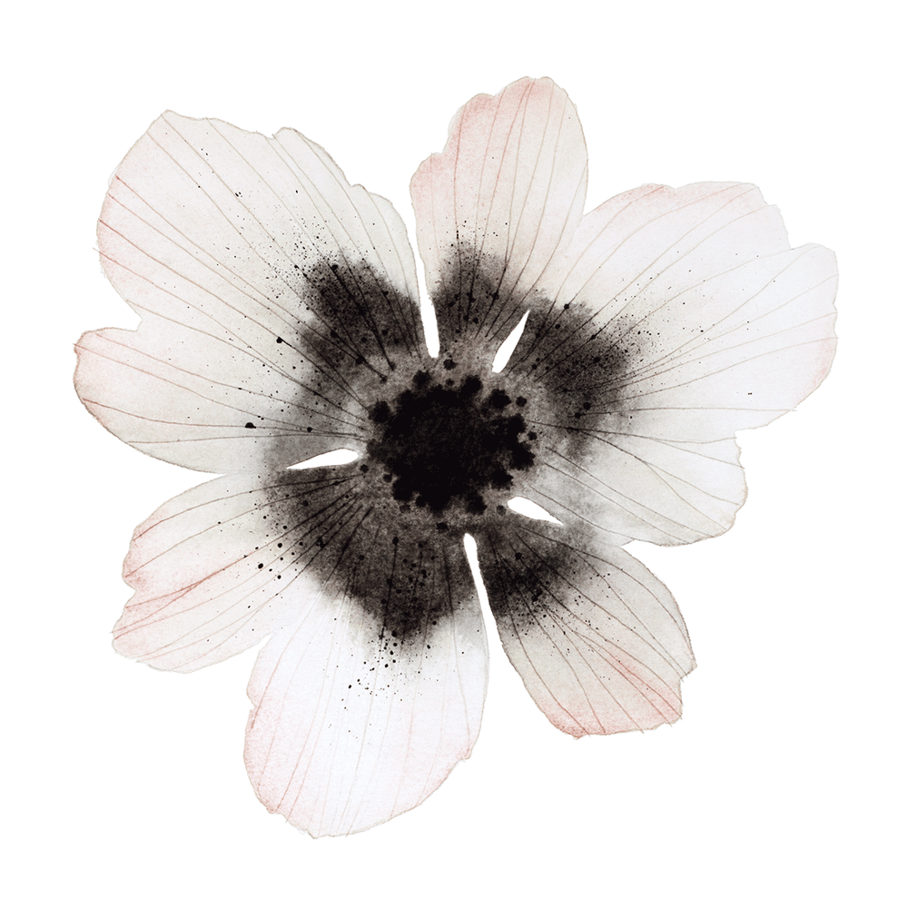 Image of Flower portrait mini print, 3 prints