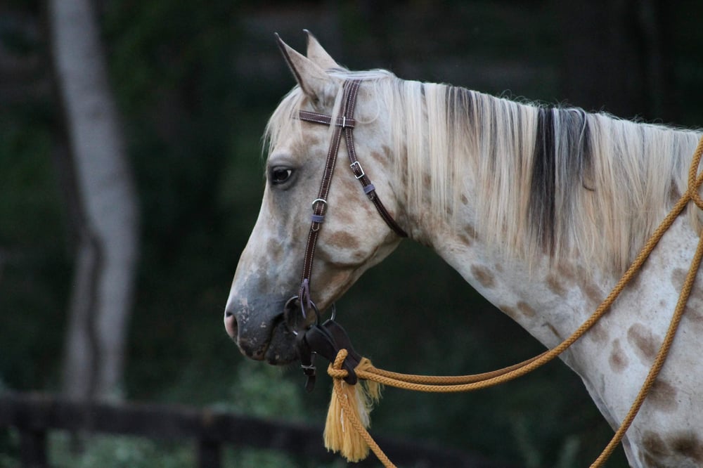 Image of Fully lined browband headstall 