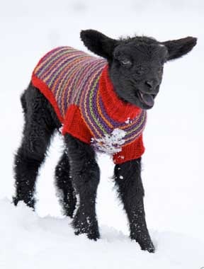 Image of Notecards - Set of 10 - Black Lamb in Sweater - FREE SHIPPING