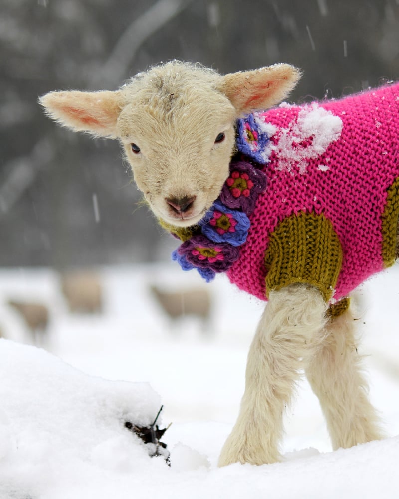 Image of Notecards - Set of 10 - White Lamb in Pink Sweater - FREE SHIPPING