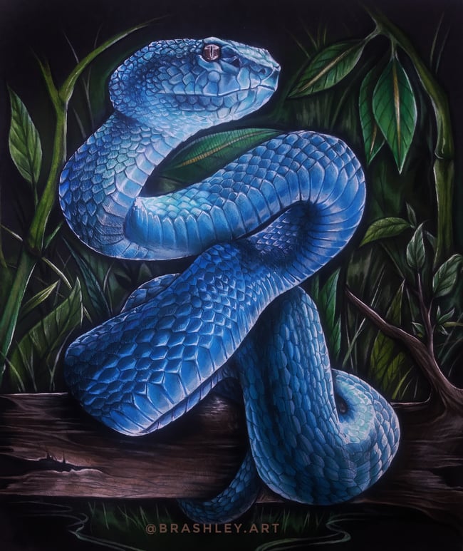 viper snake realistic drawing