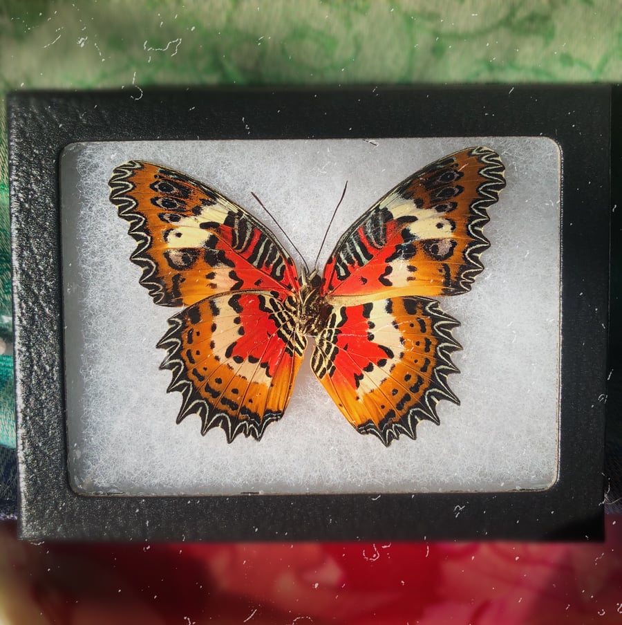 Image of Real Indonesian Cethosia Hypsea Verso Butterfly 