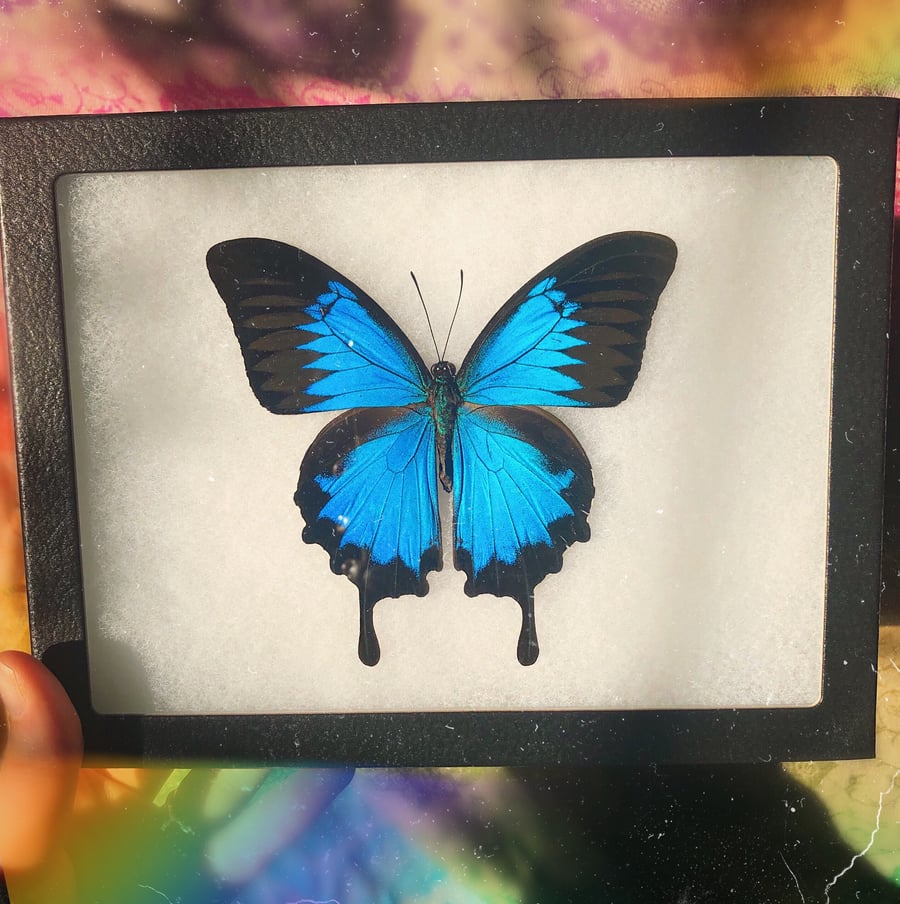 Image of Large Real Framed Butterfly | CRUELTY FREE