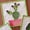 Image of Prickly Cactis Quilt Block Pattern - 8" x 8"