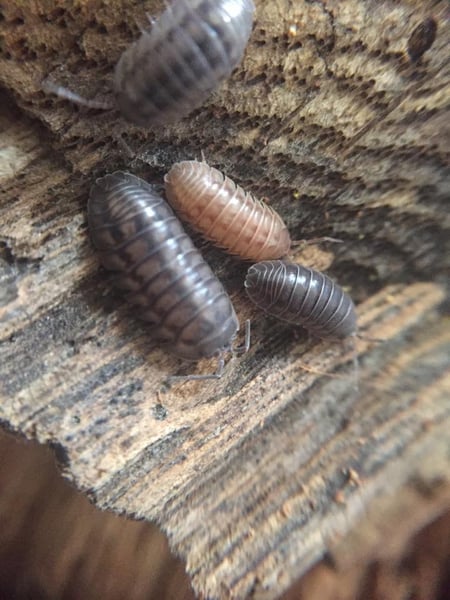 Image of Armadillidium nasatum (nosy rolly polly)