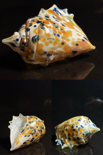 Image of Large Shell 2