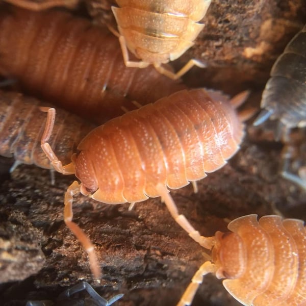 Image of Porcellio scaber (rough woodlouse)