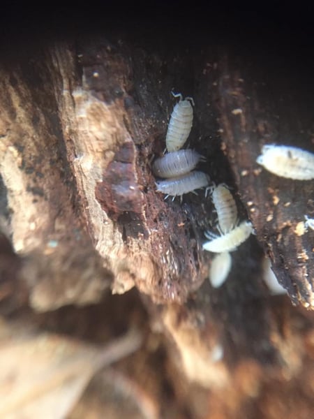 Image of Trichorhina tomentosa (Dwarf white)