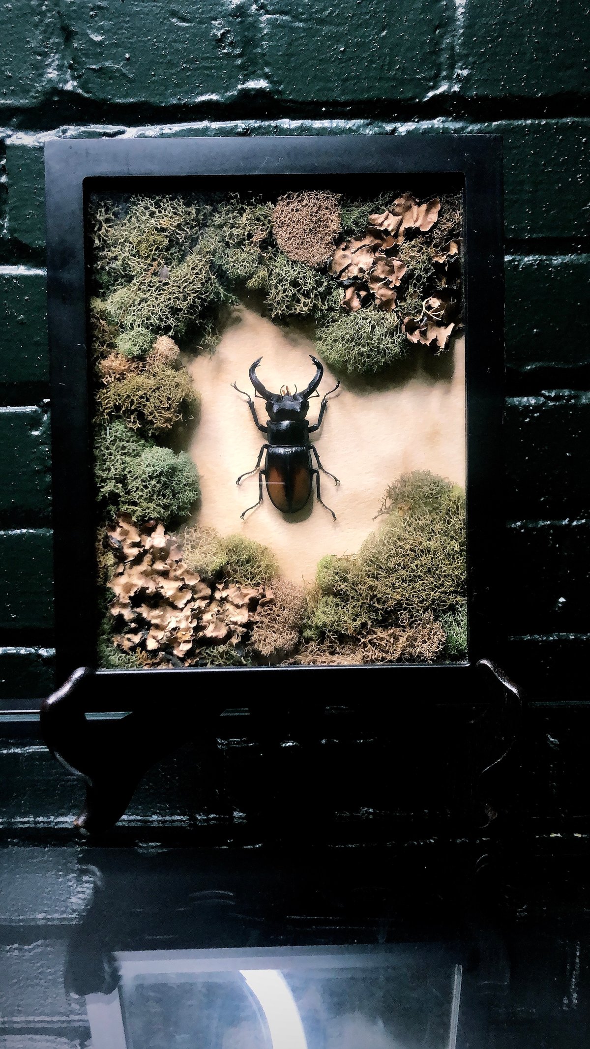 Image of Hexarthrius Parryi (Giant Stag Beetle)