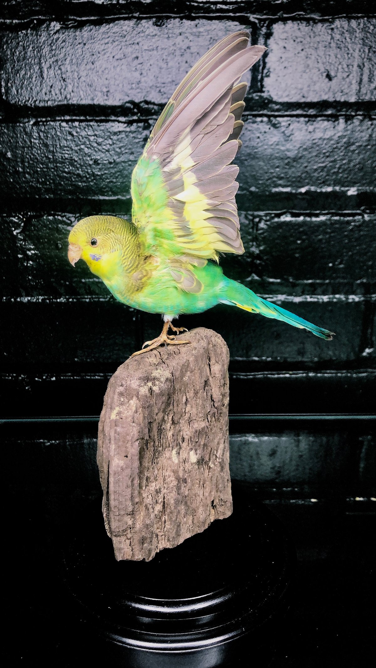 Image of Budgerigar