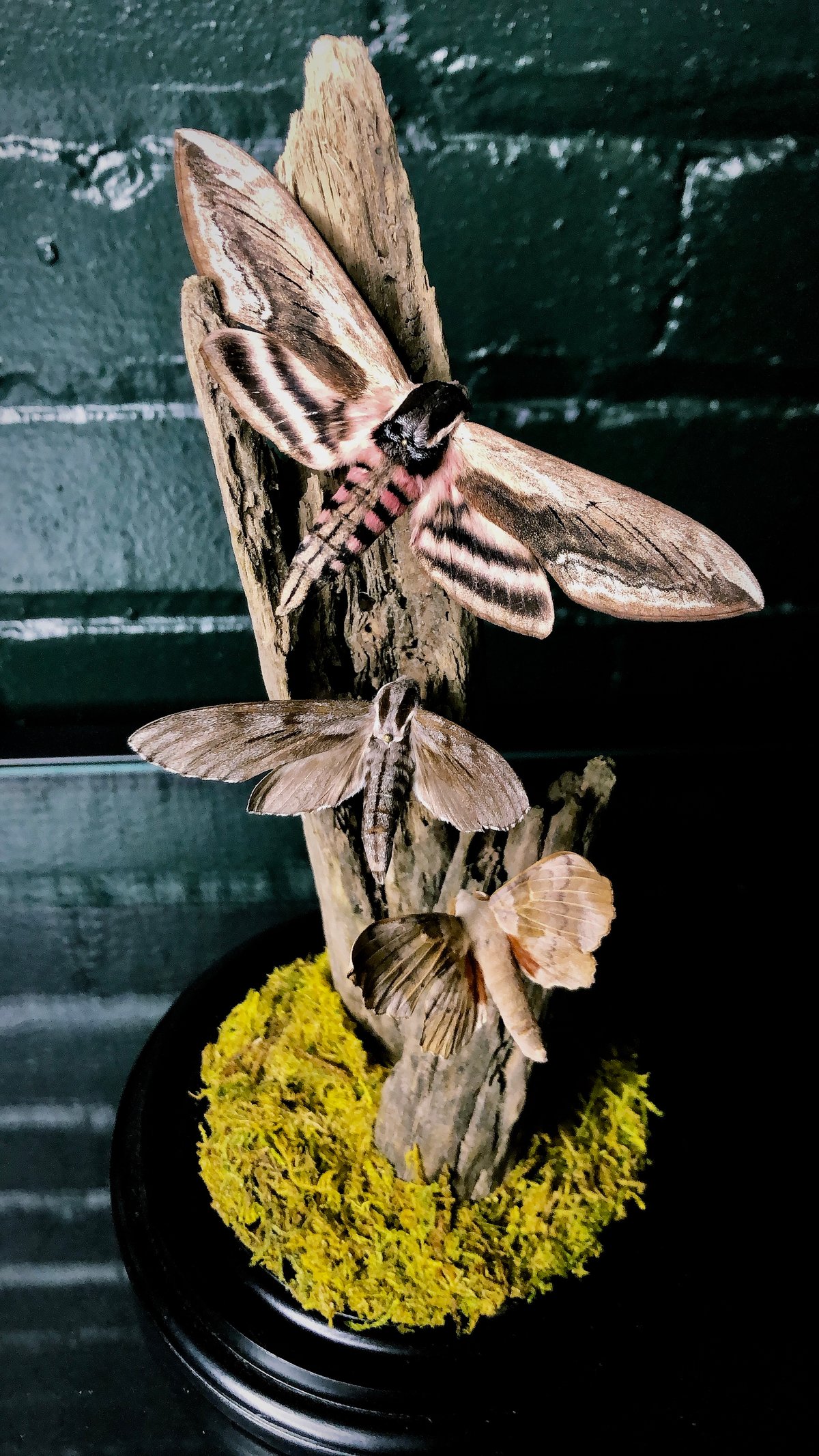 Image of Moths 