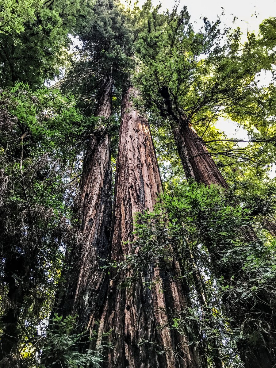 Image of Redwood Wonder