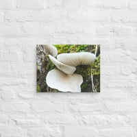 Image 1 of Mushroom Tree Canvas Print 