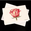 Rose 5-Pack Greeting Card Set