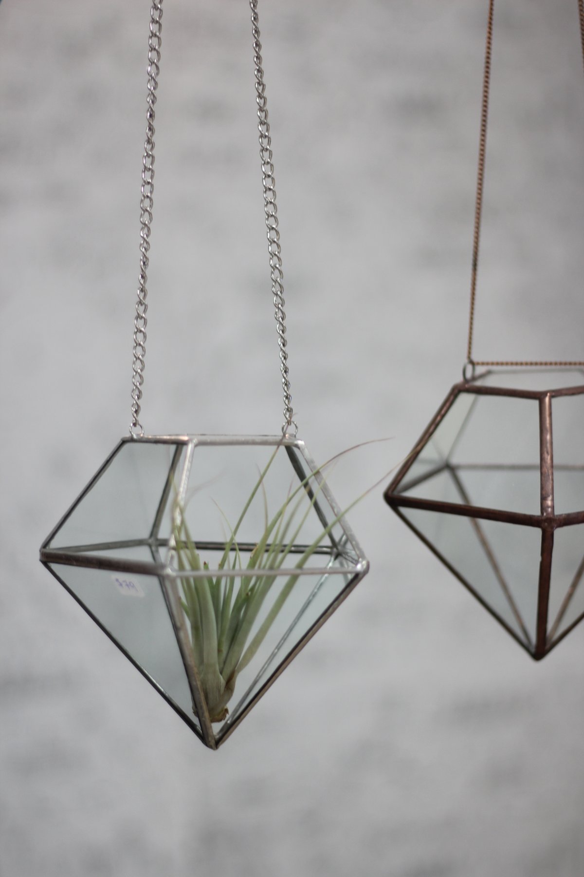 Image of Hanging Diamond Terrarium