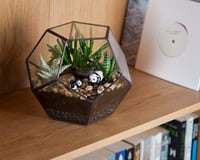 Image 5 of Large Dodecahedron Terrarium