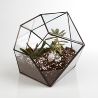 Image 5 of Large Diamond Terrarium