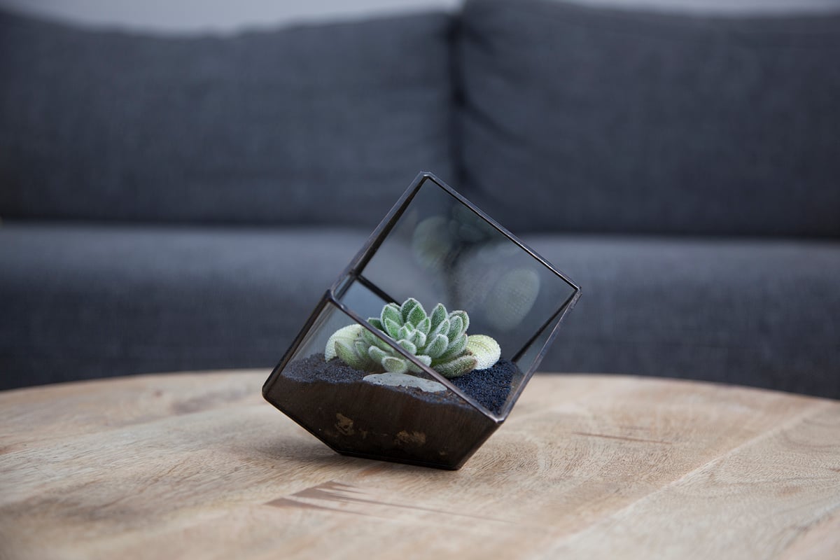 Image of Small Cube Terrarium