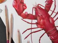 Image 2 of Ruby Lobster Recycled Paper Fine Art Print 