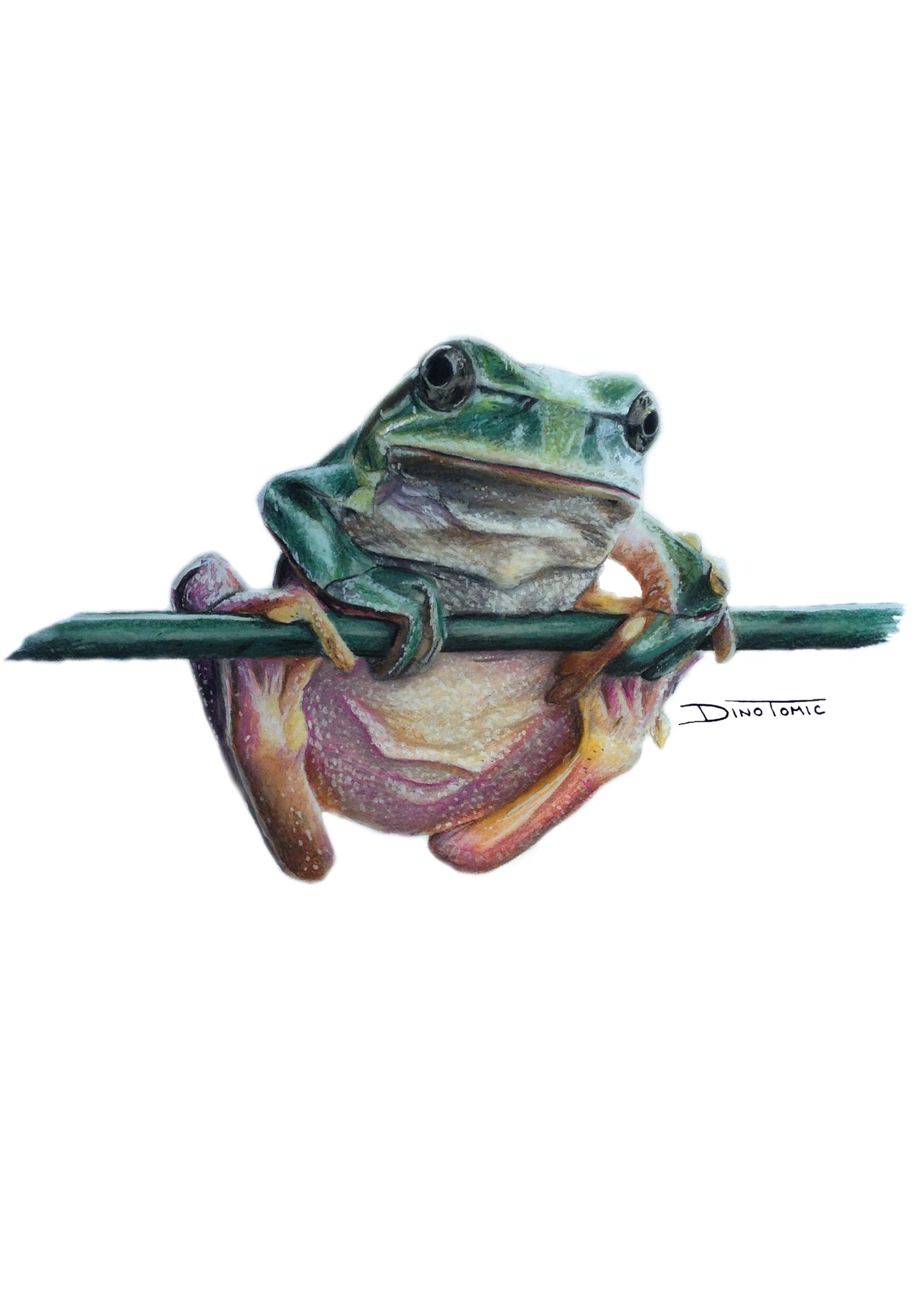 Image of #40 Frog