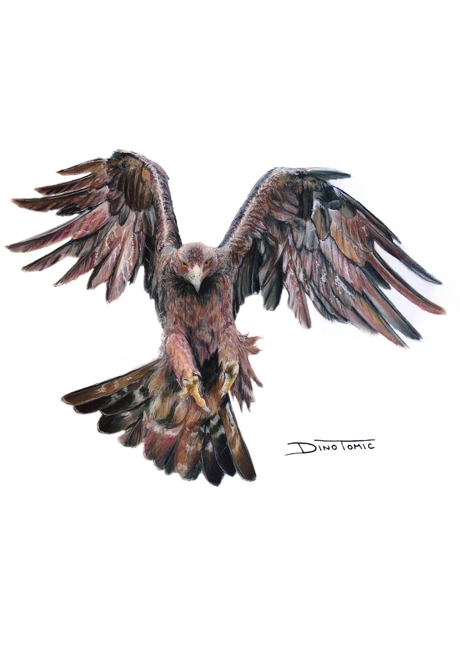Image of #65 Golden Eagel