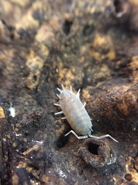 Image of Porcellionides pruinosis (powder blues)