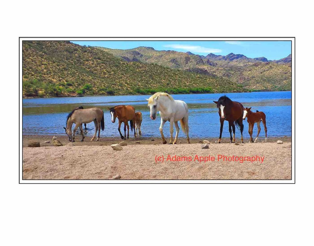 Image of Wild Mustangs of the Salt River