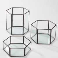 Image 3 of Modular Hexagon Terrariums