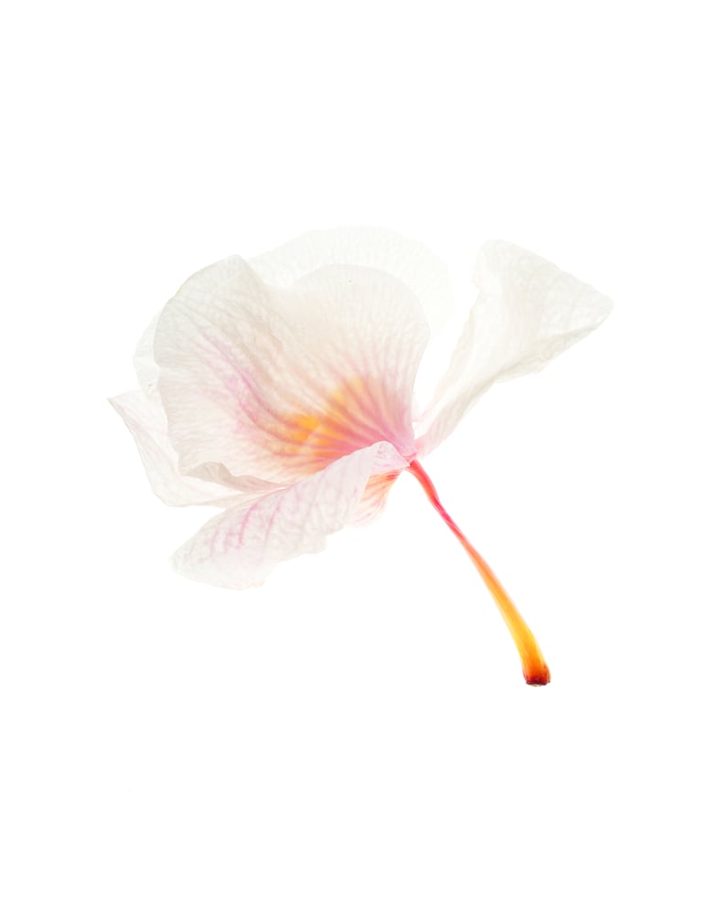 Image of Val's Orchid, 2018