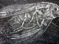 Image 2 of Moths