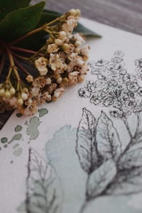 Image 3 of Snowball Viburnum