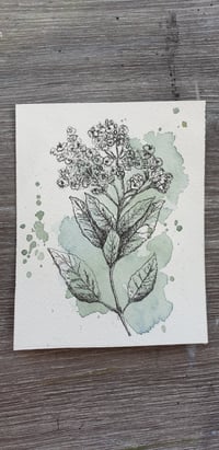 Image 2 of Snowball Viburnum