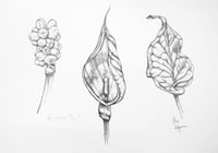 Image 2 of Cuckoo Pint Fine Art Print, A3